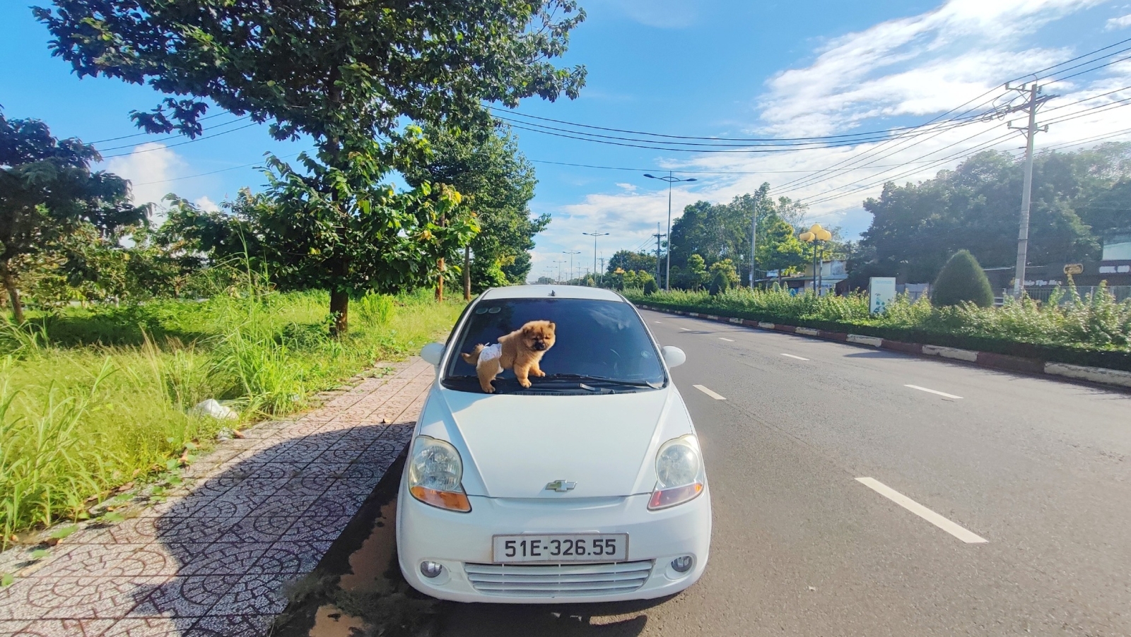vận chuyển chó mèo Sài Gòn